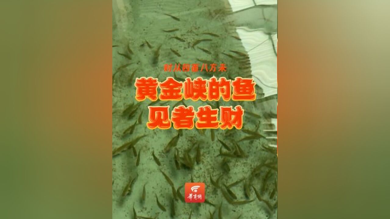 见者生财!黄金峡的鱼标本都是plus版的 转发视频,祝你黄金多多,财运满满!