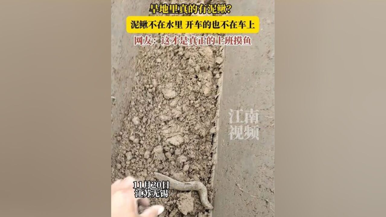 旱地里真的有泥鳅?泥鳅不在水里 开车的也不在车上,网友:这才是真正的上班摸鱼