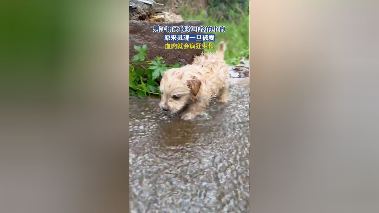 男子雨天收养可怜的小狗,原来灵魂一旦被爱,血肉就会疯狂生长