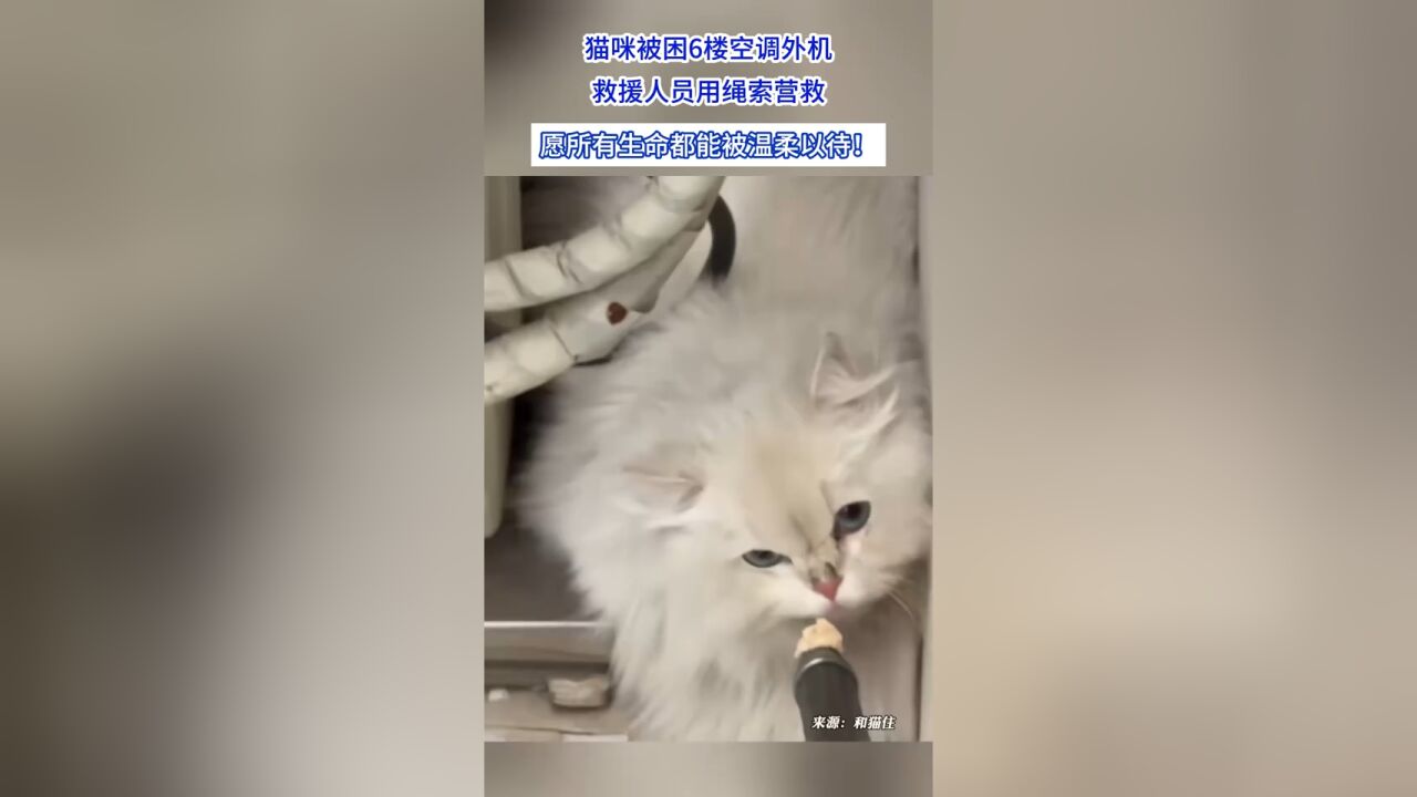 猫咪被困6楼空调外机,救援人员用绳索营救