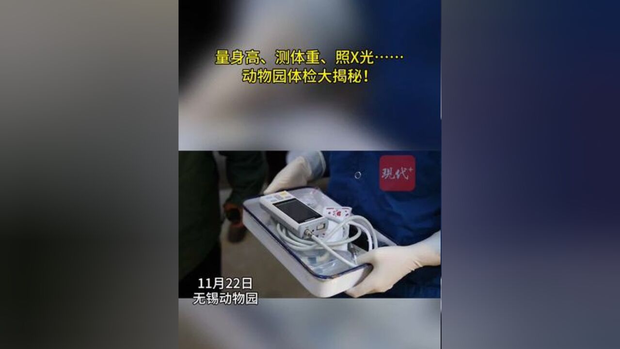 陆龟照X光是为了看结石!动物园花式体检大揭秘……所以,动物世界