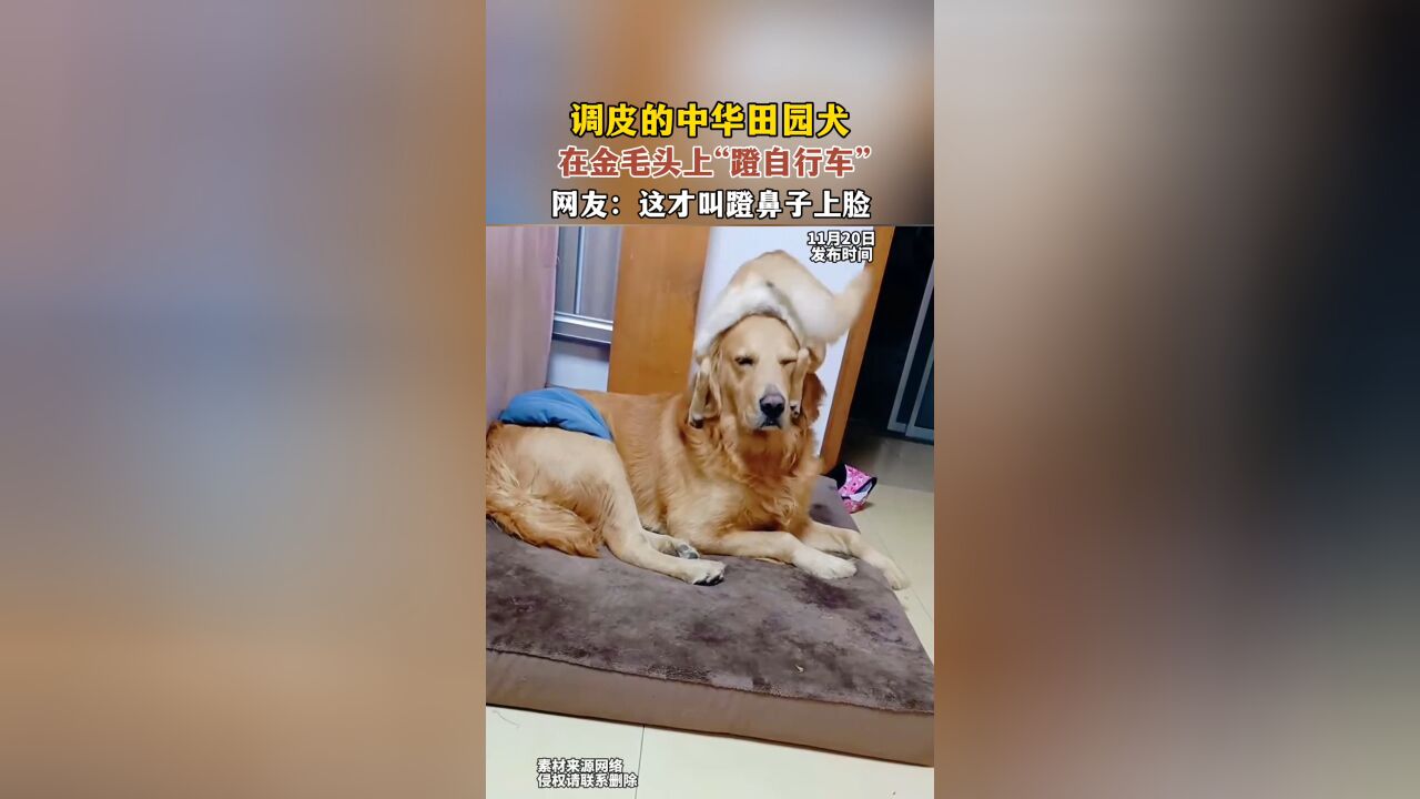 调皮的中华田园犬,在金毛头上“蹬自行车”