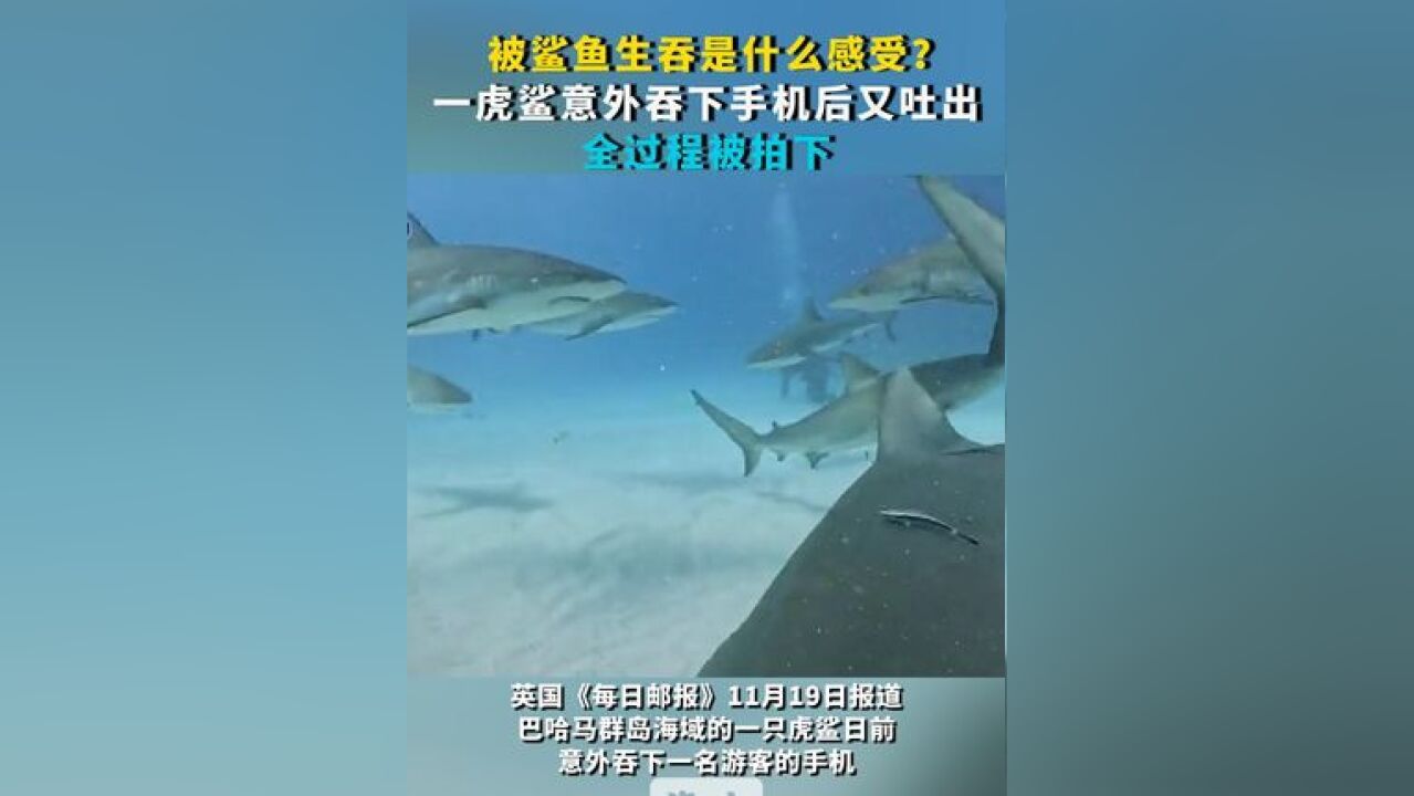 被鲨鱼生吞是什么感受?一虎鲨意外吞下手机后又吐出 全过程被拍下