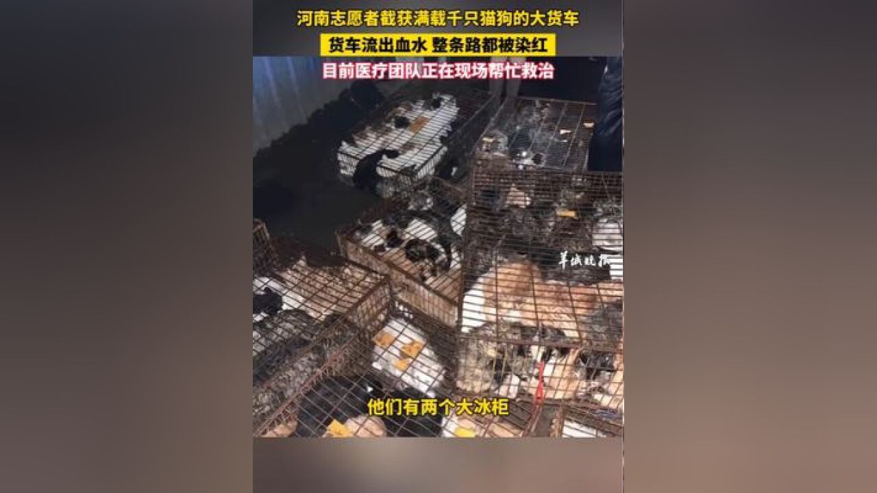 河南志愿者截获满载千只猫狗的大货车,货车流出血水 整条路都被染红,目前医疗团队正在现场帮忙救治