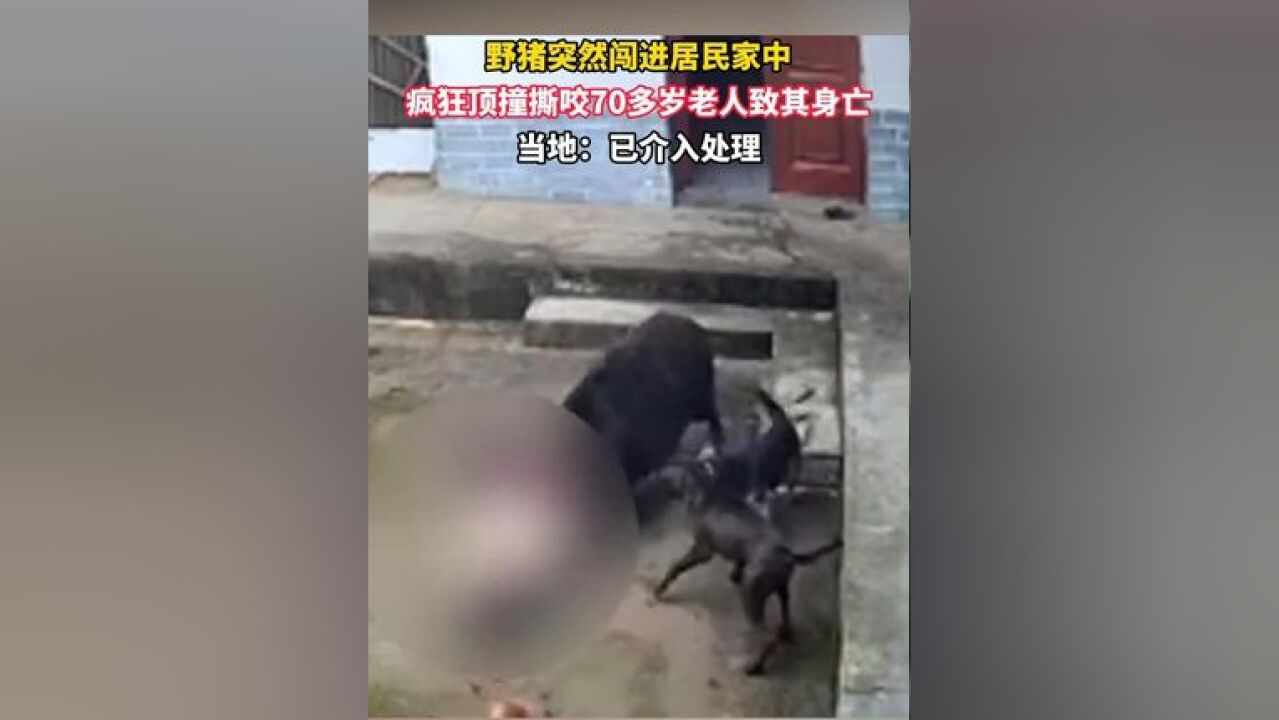 野猪突然闯进居民家中,疯狂顶撞撕咬70多岁老人致其身亡,当地:已介入处理