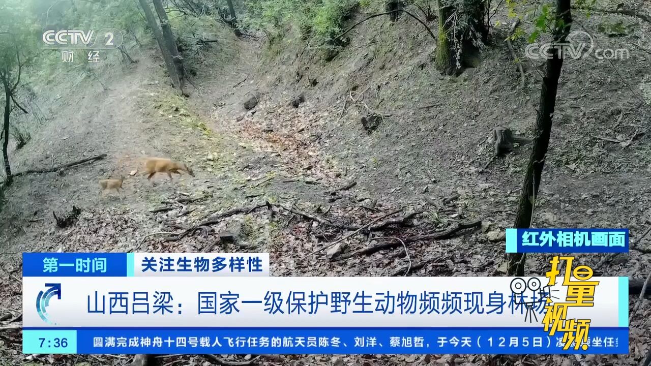 关注生物多样性!山西吕梁:国家一级保护野生动物频频现身林场