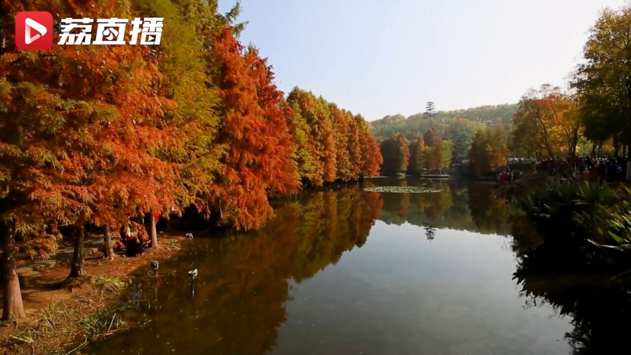 最浓一抹深秋!南京燕雀湖美得像一幅油画