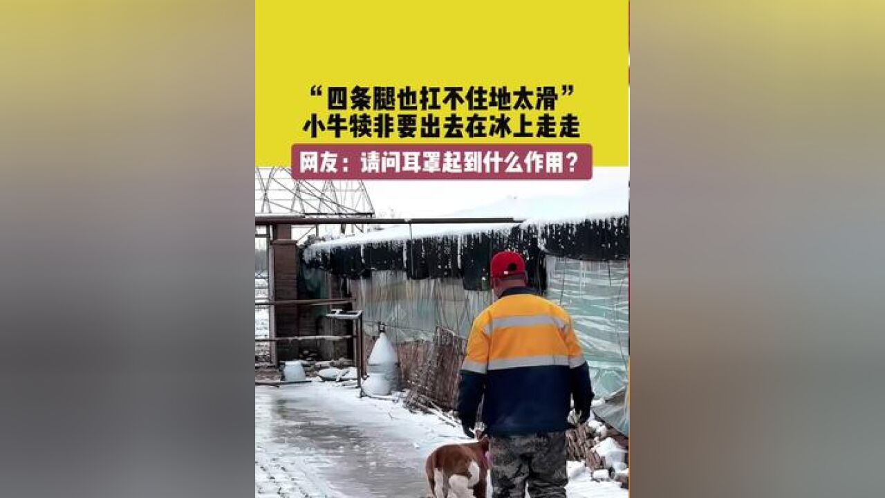 11月26日(发布),辽宁.“四条腿也扛不住地太滑”,小牛犊非要出去在冰上走走.网友:请问那个耳罩起到了什么作用?#雪天路滑