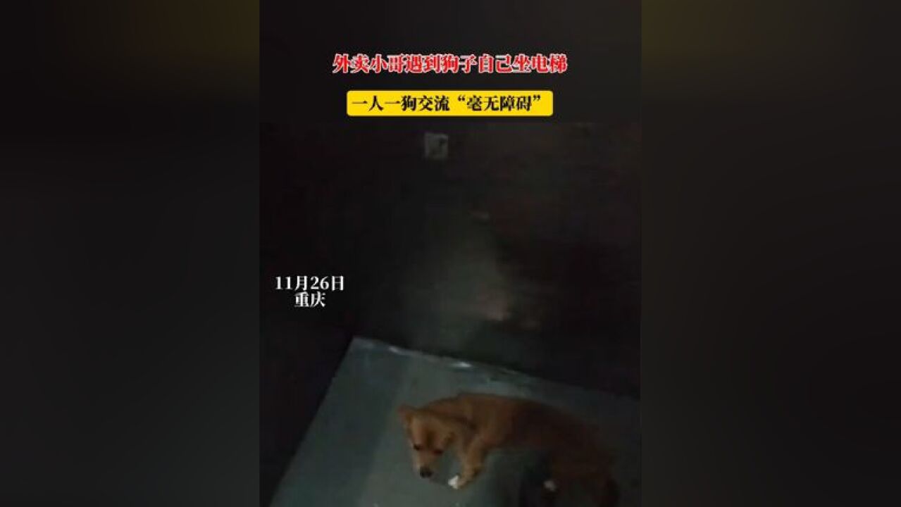 外卖小哥遇到狗子自己坐电梯,一人一狗交流“毫无障碍”