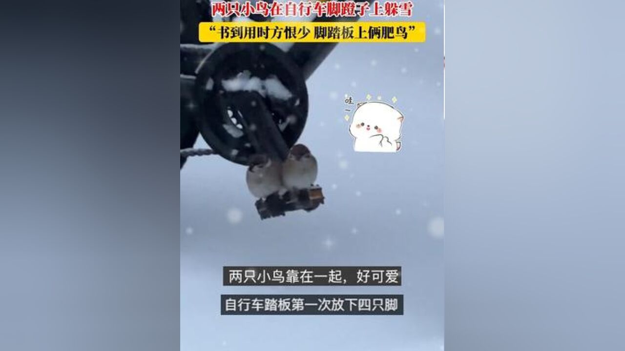 脚蹬子上的鸟儿成双对~两只小鸟在自行车脚蹬子上躲雪,网友:书到用时方恨少,脚踏板上俩肥鸟