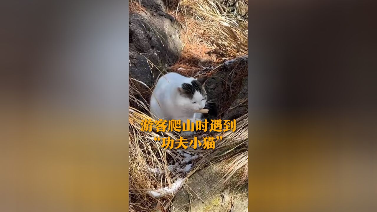 游客爬山时遇到“功夫小猫” 靠一手“绝活”把自己养胖 网友:想起一只接不到食物的狗