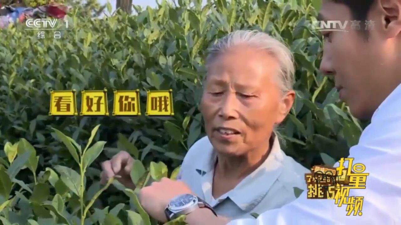 西湖龙井茶原产地,撒贝宁跟着7旬阿姨学采茶,来看