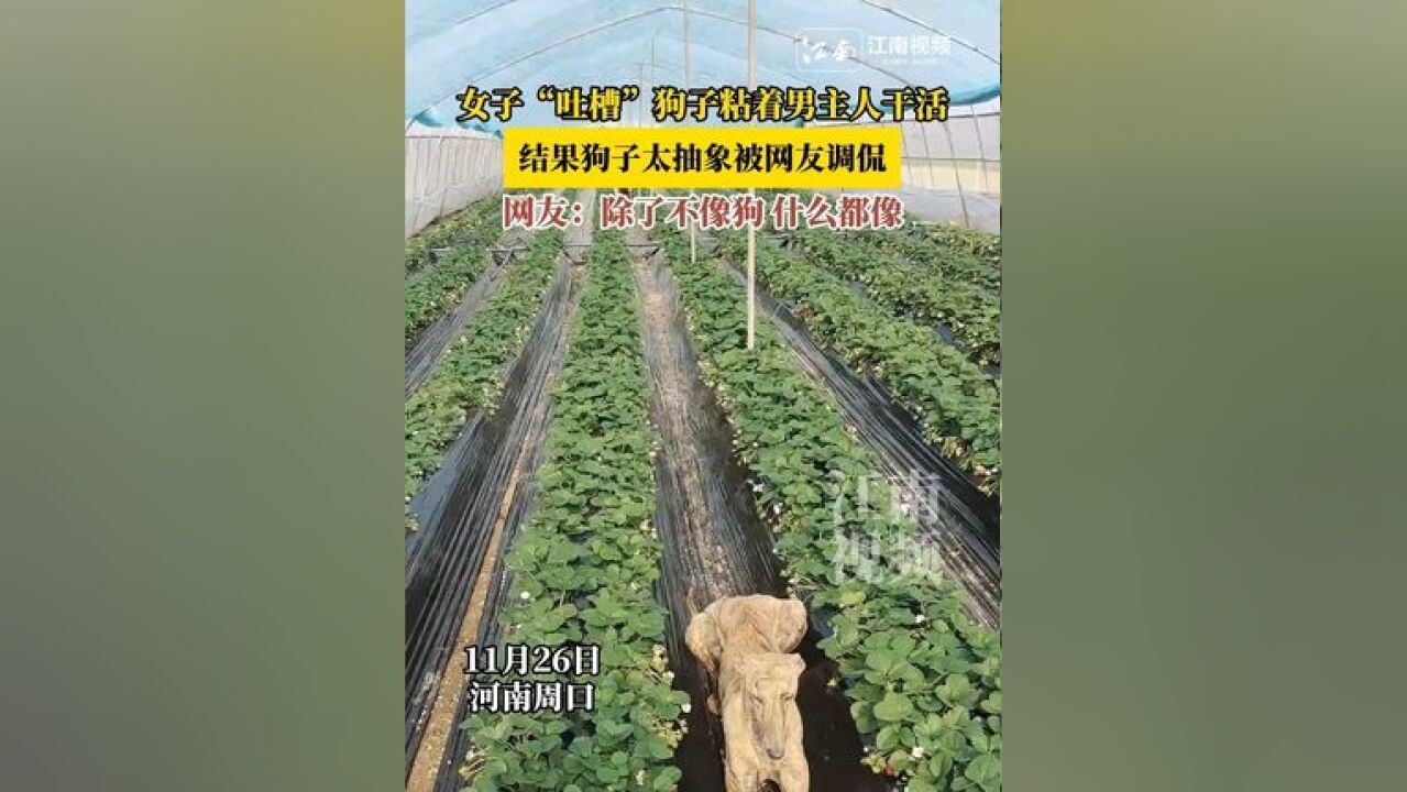 女子“吐槽”狗子粘着男主人干活,结果狗子太抽象被网友调侃,网友:除了不像狗 什么都像