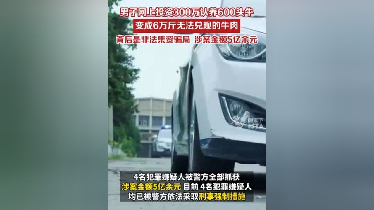 男子网上投资300万认养600头牛,却突然变成6万斤无法兑现的牛肉,背后是非法集资骗局,涉案金额5亿余元