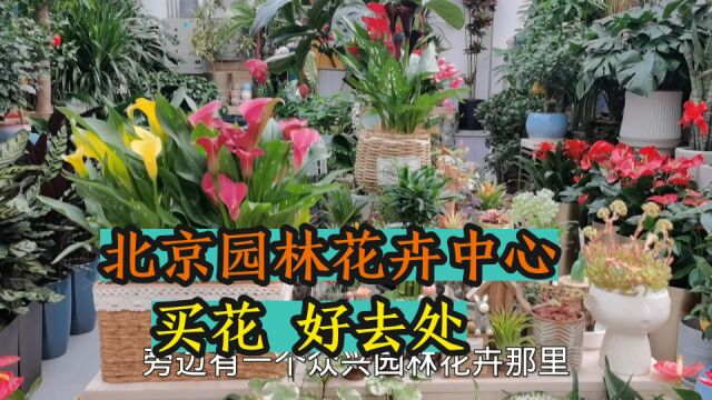 北京丰台花卉中心,都有哪些好看鲜花?买鲜花绿植装点生活好去处