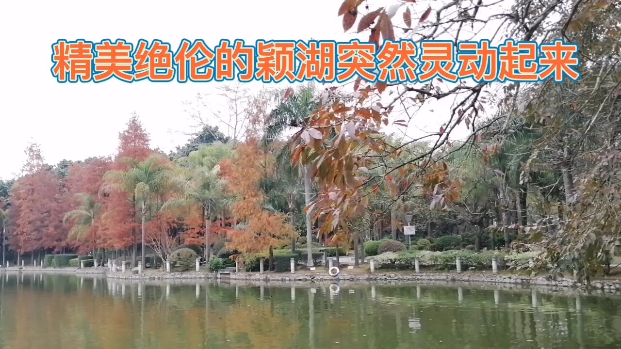 一排红彤彤的水杉倒影湖上,异常静美,突然灵动起来