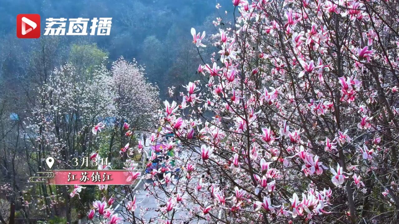 江苏句容:植物界大熊猫宝华玉兰报春盛开