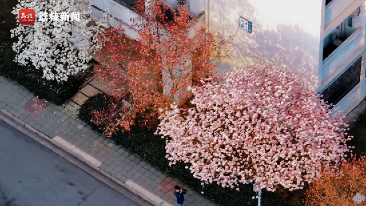 别人家的大学!安徽师范大学玉兰盛开繁花似锦