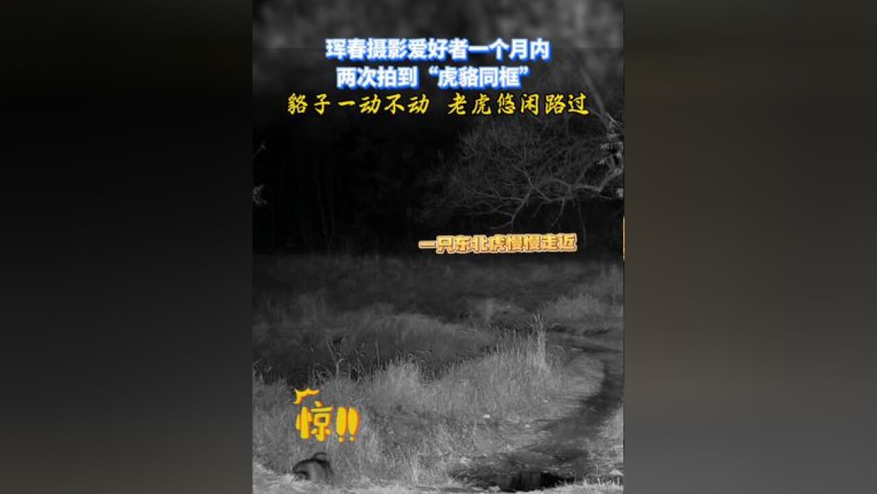 珲春摄影爱好者一个月内两次拍到“虎貉同框”!貉子一动不动,老虎悠闲路过