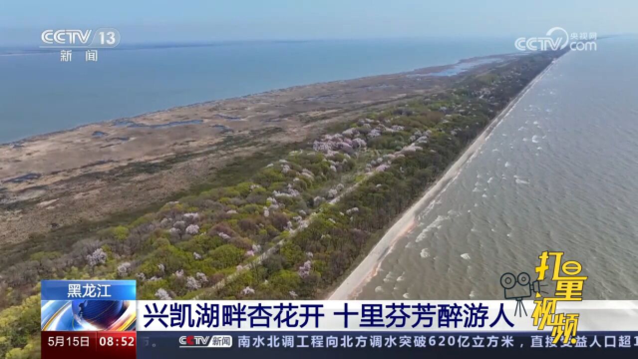 黑龙江兴凯湖畔杏花开,十里芬芳醉游人,勾勒出一幅美丽画卷