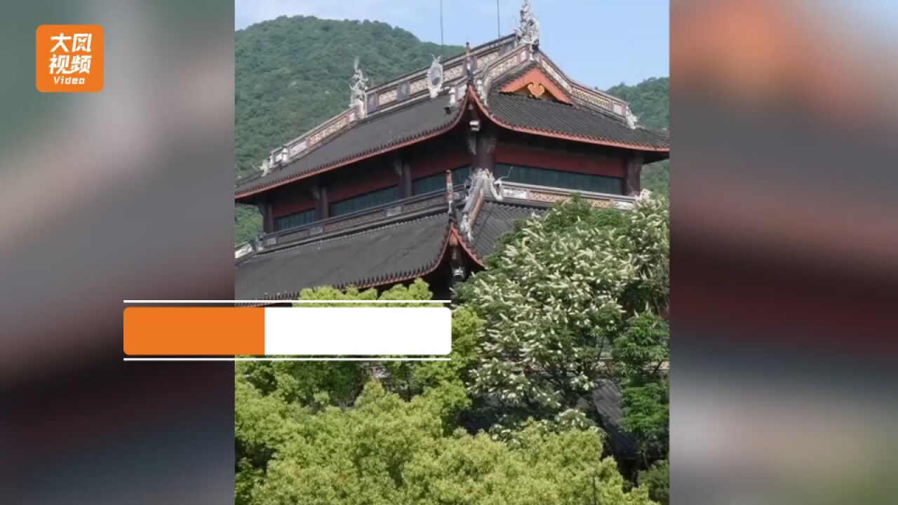 杭州灵隐寺,1700年的七叶树开花,枝繁叶茂展现出生命的奇迹!