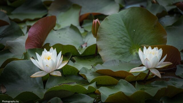 无锡蠡园盛开的莲花,江南夏日里的风景