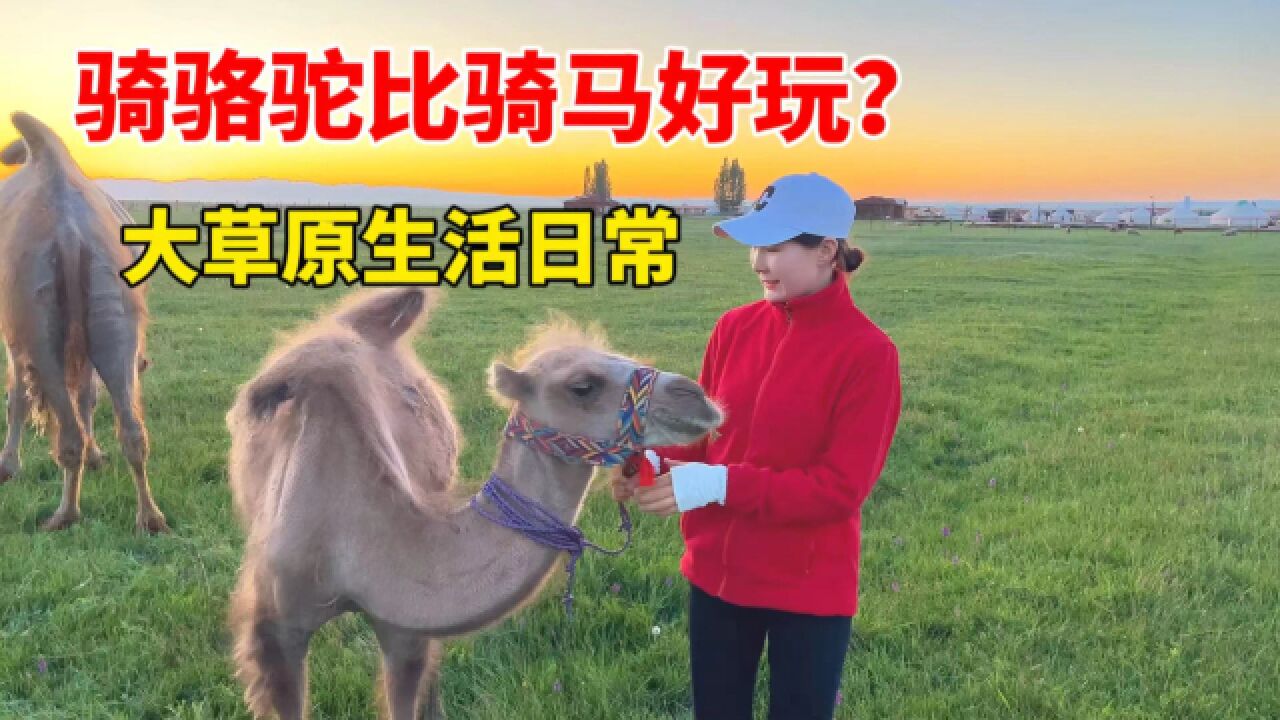 草原上来了几头小驼羔,新疆姑娘爱不释手,骑骆驼咋控制方向?