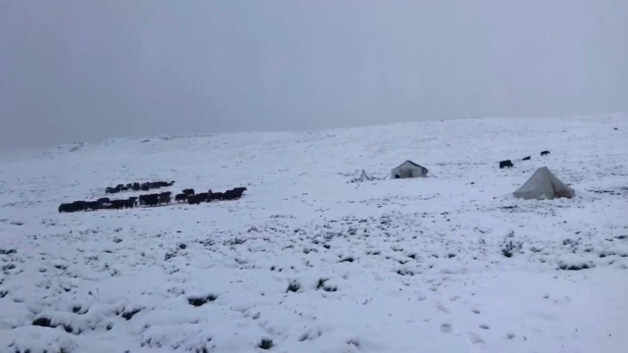 青海玉树七月飞雪:牛羊雪中觅食,大雪覆盖建筑山川一片银装素裹