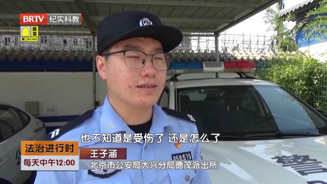 “戴胜”幼鸟躺平,居民暖心救助