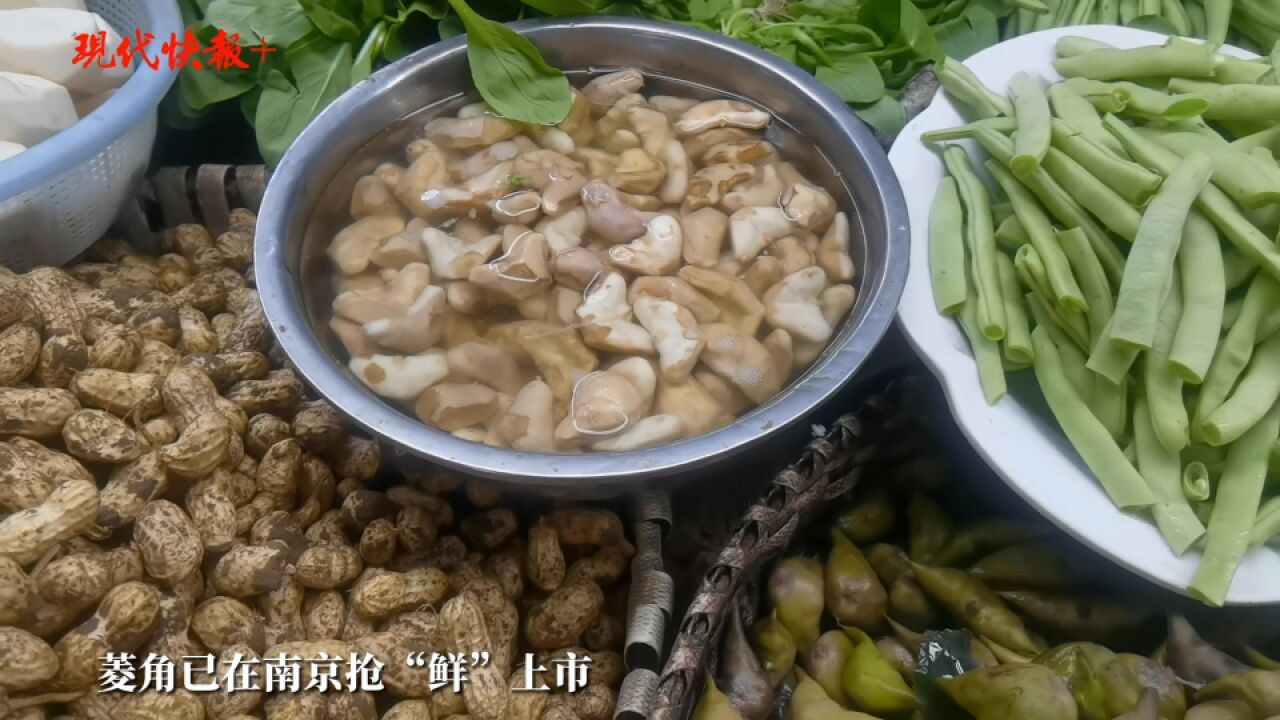 伏天没食欲?南京消暑时鲜菱角悄然上市