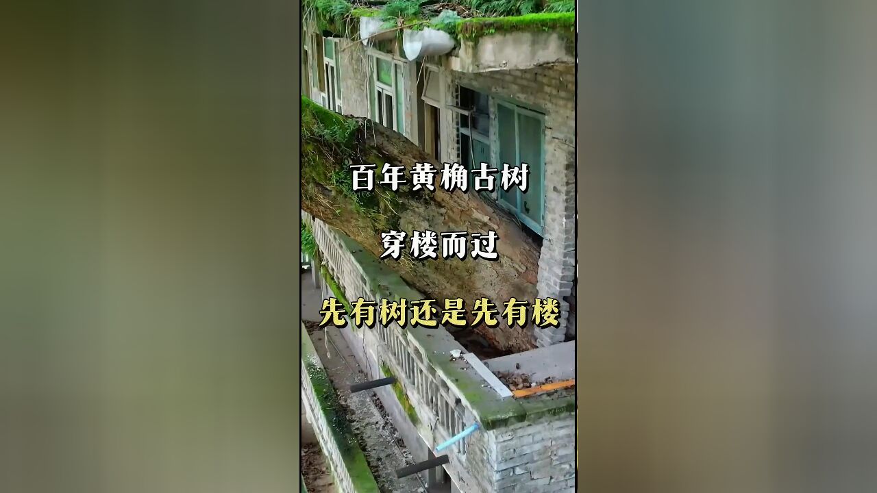 自然与建筑的奇遇:古树如何'住'进三层楼房?