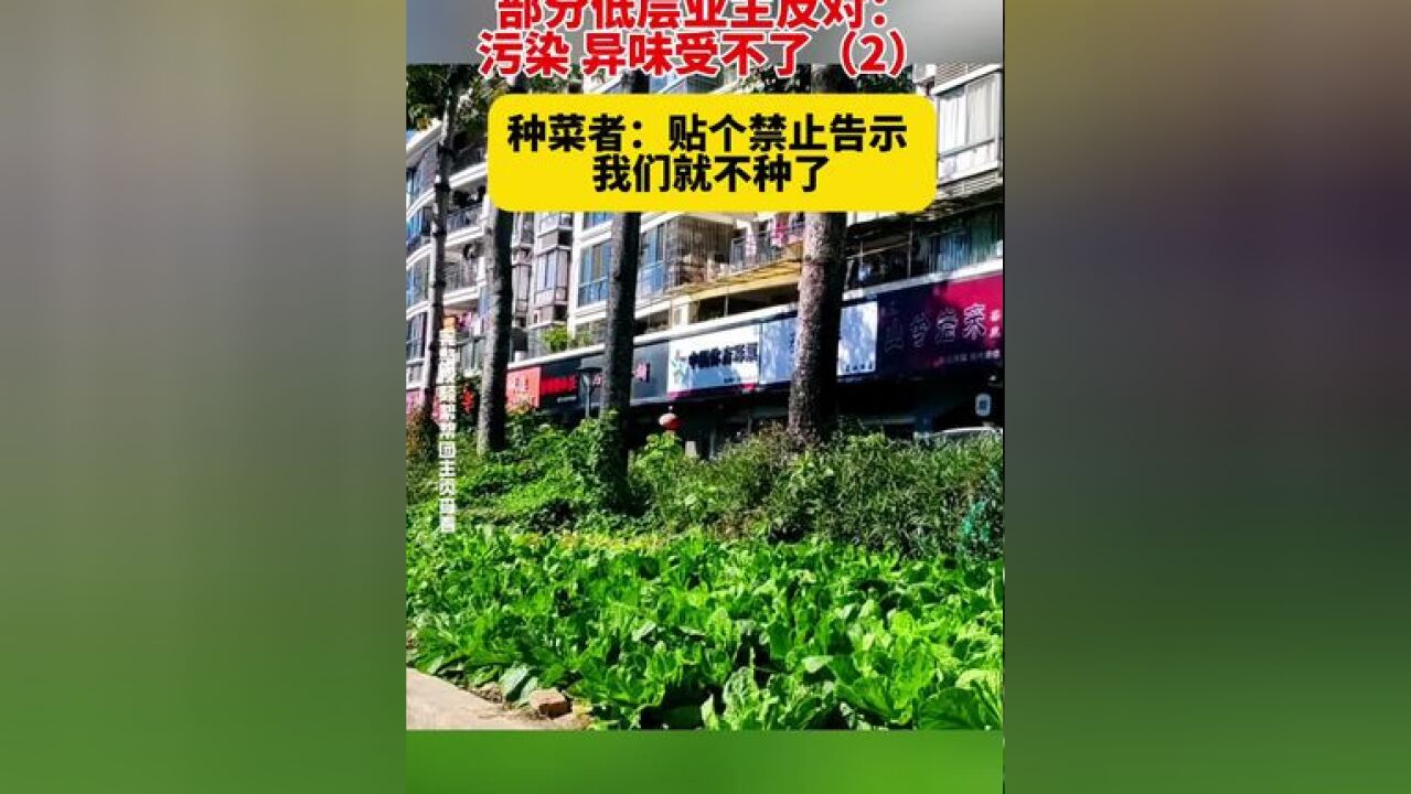 居民将绿化带开垦成菜园,部分低层业主反对:污染 异味受不了,种菜者:贴个禁止告示 我们就不种了