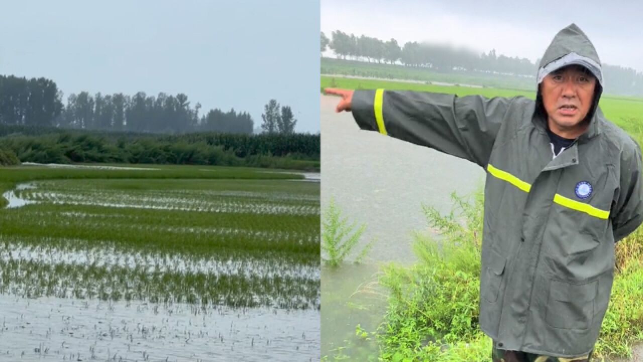 黑龙江五常暴雨多地遭洪水淹村,大量稻田泡水种植户哽咽:马上秋收了