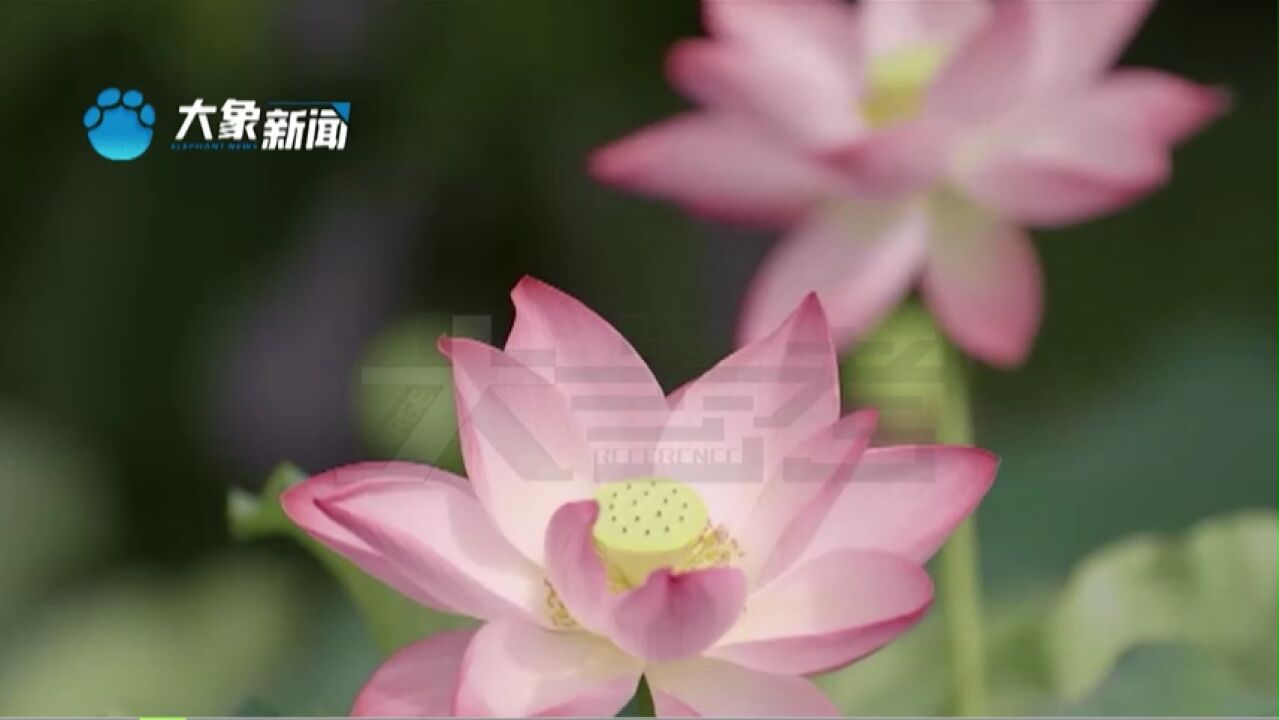 处暑之后还会热吗?处暑有哪些习俗,你想知道的都在这里