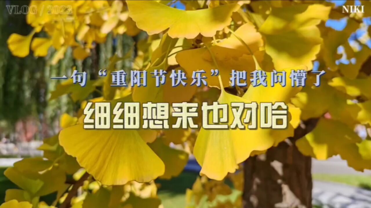 一句“重阳节快乐”把我问懵了,仔细想来也对哈