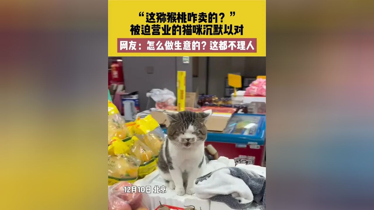 12月10日 北京,“这猕猴桃咋卖的?”被迫营业的猫咪沉默以对,网友:怎么做生意的?这都不理人