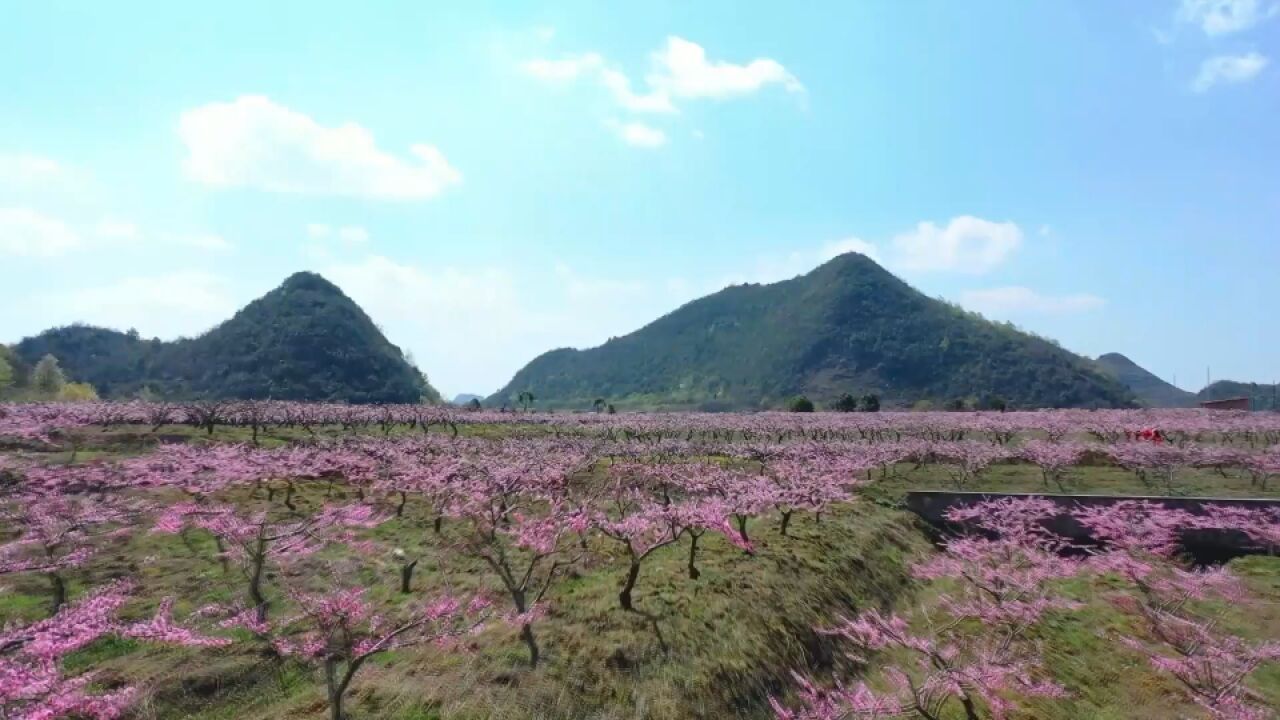 一起去贵州长顺共赴桃花约 花瓣翩飞 花香弥漫