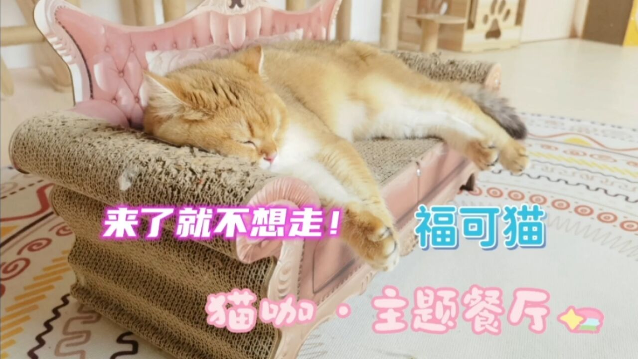 回龙观新开猫咖,美食与撸猫并存,来了就不想走!大缅因很好玩儿