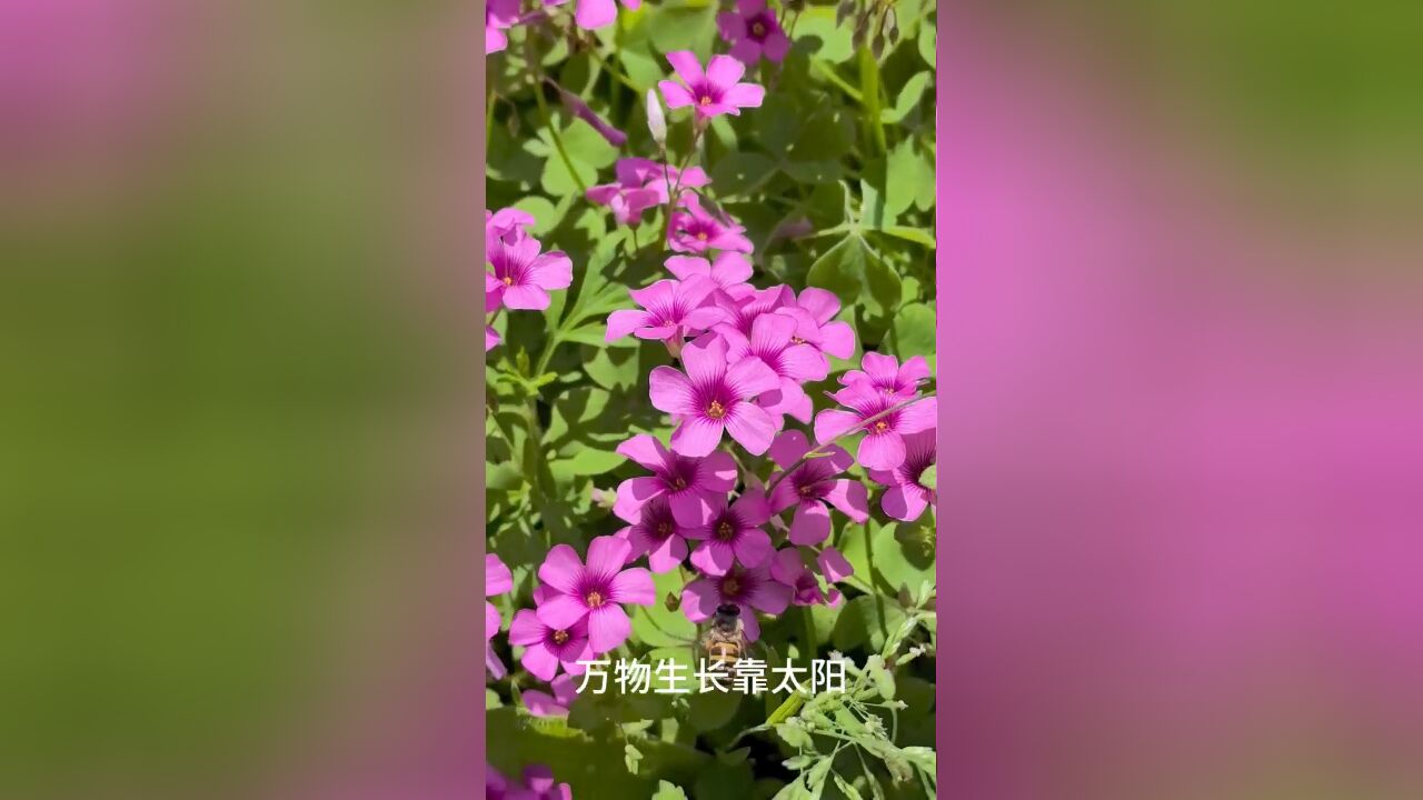 万物生长靠太阳