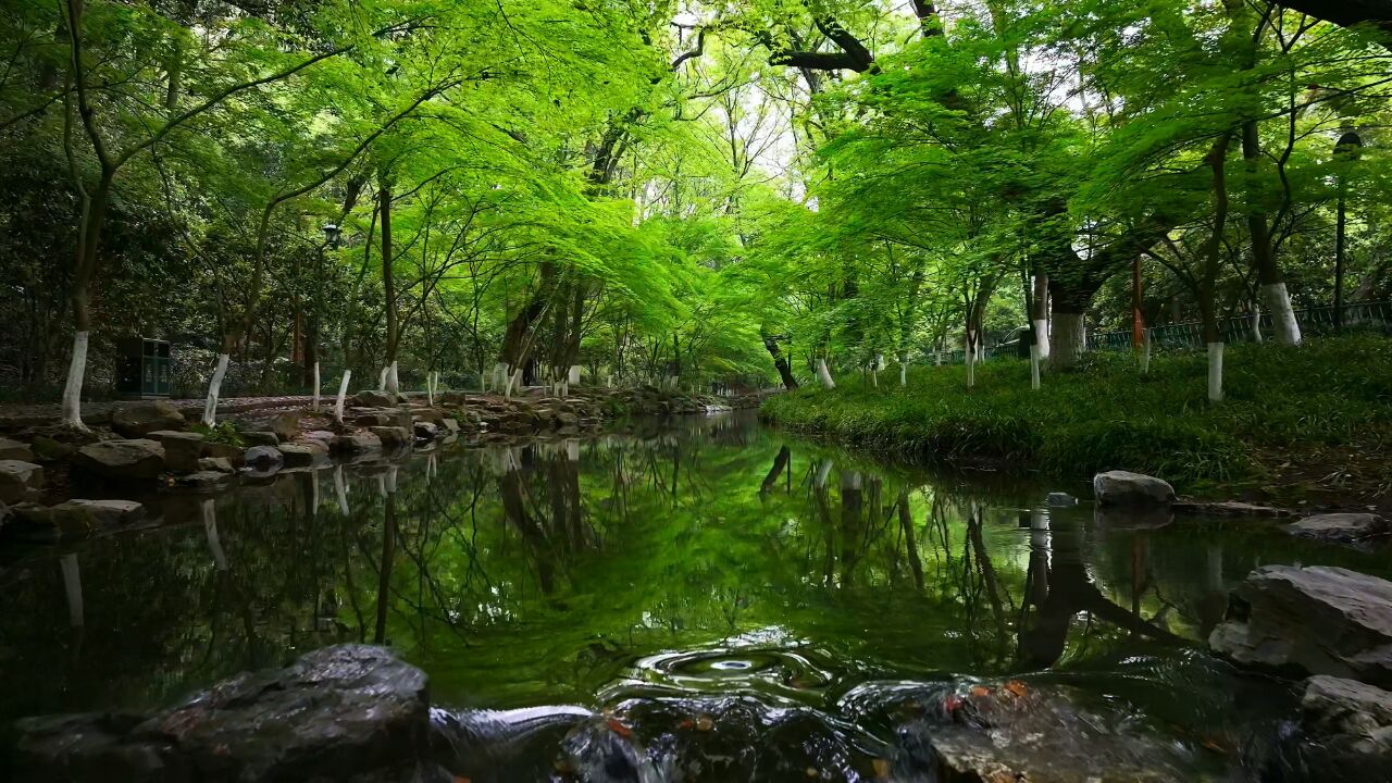 都市里的天然氧吧!春天的杭州九溪幽美静谧如秘境