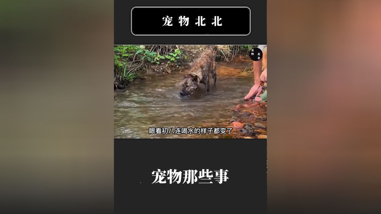 虎斑犬的工作能力有多强,为了完成业绩连命都可以不要,本土土狗