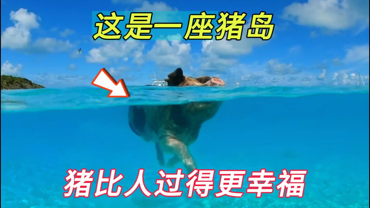 这是一座猪岛,这里的猪每天生活无忧无虑