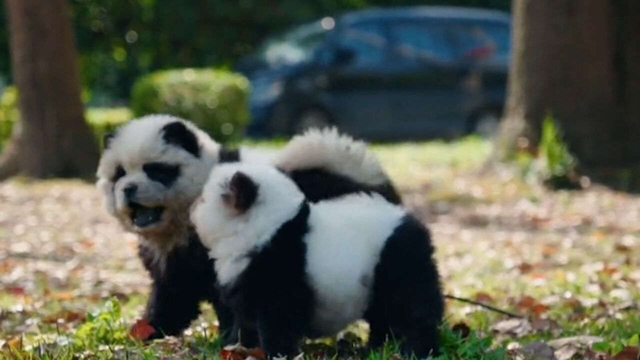 松狮犬被染色“扮演”大熊猫走红网络,律师:可能涉嫌虚假广告宣传