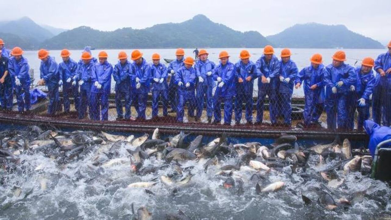 千岛湖再现“巨网捕鱼”盛景