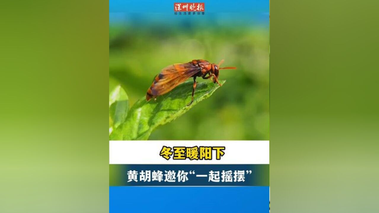 冬至暖阳下,香蜜公园里,一只黄胡蜂随着音乐的节拍,邀你“一起摇摆”