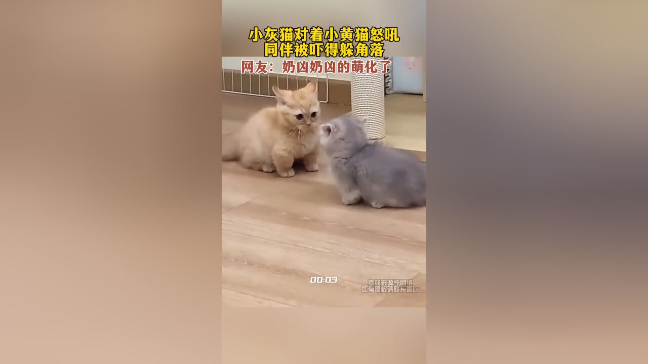 小灰猫对着小黄猫怒吼