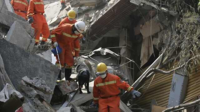 汶川地震功勋犬仅剩一只:起初曾不适应,后来表现出色