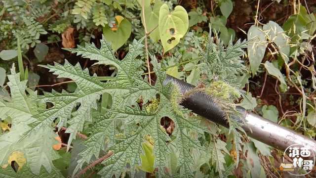 大山里常见的植物,名字很霸气,全身是毛,浑身是宝,了解一下吧