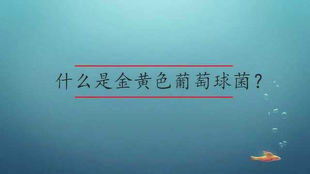 什么是金黄色葡萄球菌?