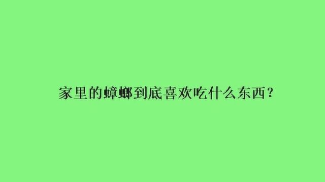 家里的蟑螂到底喜欢吃什么东西?